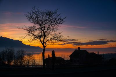 Silhouette tree at sunset