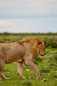 Side on portrait of wild lion panthera leo walking in etosha national park, namibia.