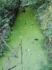 High angle view of leaf floating on water