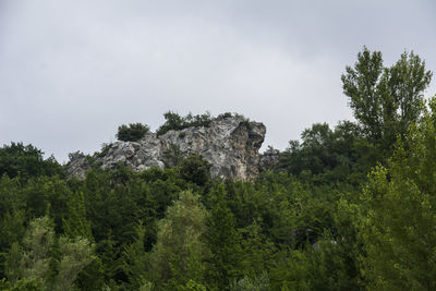 Low angle view of trees in forest against sky