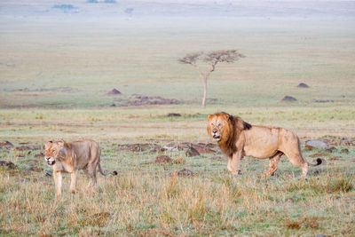 Male and female lions walk across grasslands in the maasai mara, kenya