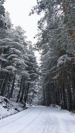 Snow covered pine trees in forest against sky