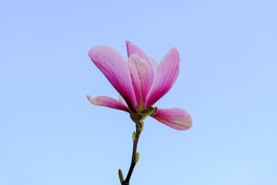 Low angle view of pink flowering plant against clear sky