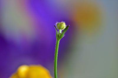 Close-up of purple flower buds