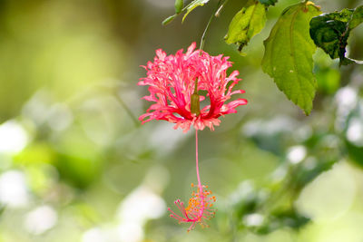 Close-up of pink flowers