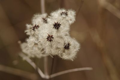 Close-up of dandelion flower