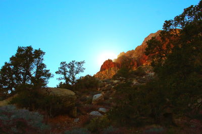 Trees on mountain against clear sky