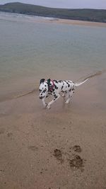 Dog on beach by sea against sky