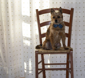 Portrait of dog sitting on chair at home