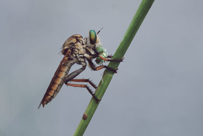 Close-up of fly on plant against sky