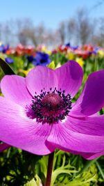 Close-up of pink flowers