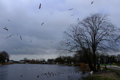 Birds flying over lake against sky