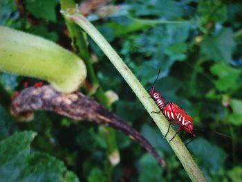 Close-up of insect on plant