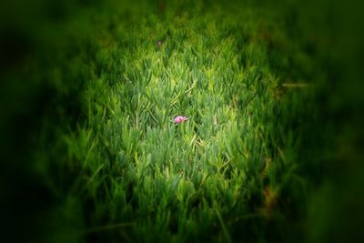 Close-up of pink flowering plant on field