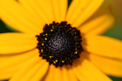 Close-up of yellow flower