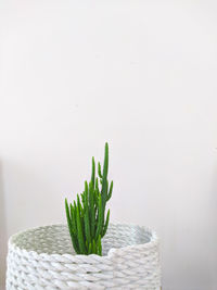 Close-up of cactus plant against wall