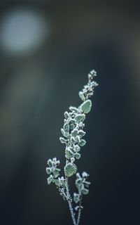 Close-up of white flowering plant