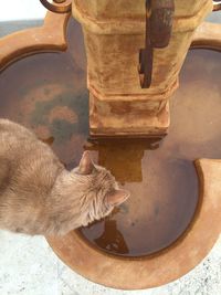 Close-up of horse in water