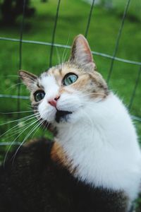 Close-up portrait of cat