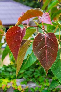 Close-up of leaf