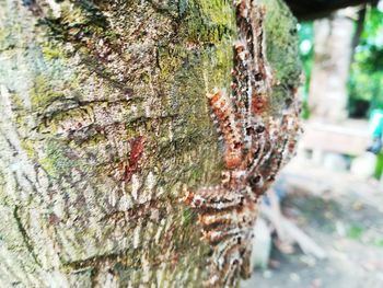 Close-up of tree trunk