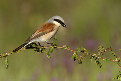 Close-up of bird perching on branch