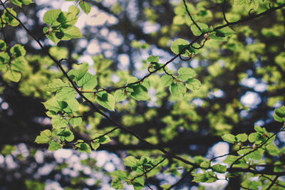 Low angle view of leaves on tree