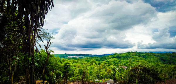 Plants growing on land against sky