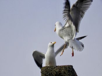 Low angle view of seagulls flying against clear sky