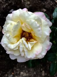 Close-up of white rose blooming outdoors