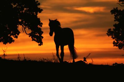 Silhouette of horse at sunset