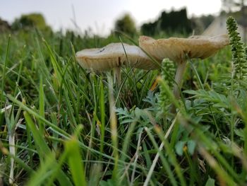 Close-up of mushroom growing in grass