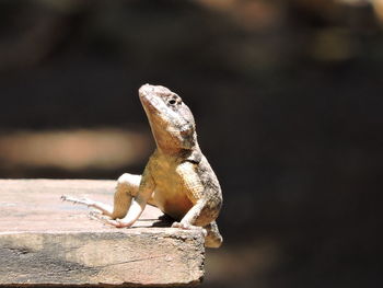 Close-up of lizard on rock