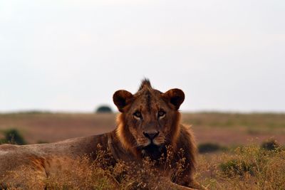 Portrait of lion relaxing against clear sky