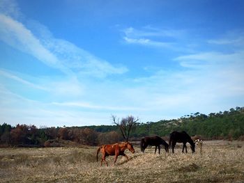 Horses standing on field against sky