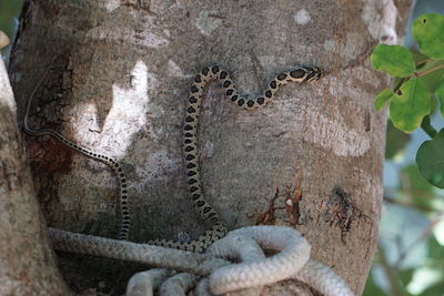 Close-up of snake on tree trunk 