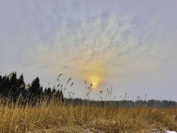 Scenic view of grass against sky during sunset