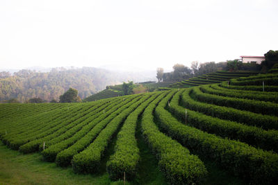 Scenic view of agricultural field against clear sky