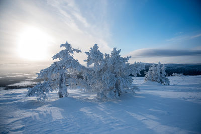 Trees on snow covered landscape against blue sky