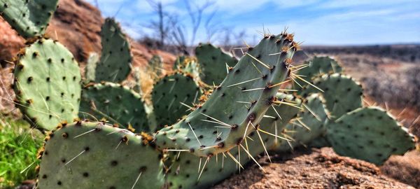 Close-up of cactus growing on field against sky