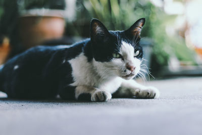 Close-up of cat looking away