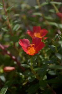 Close-up of red flower