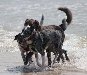 Dog running on beach