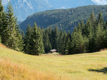 Pine trees on field