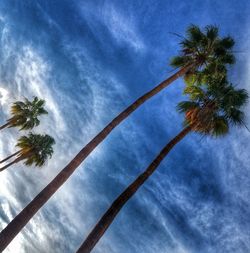 Low angle view of palm trees against cloudy sky