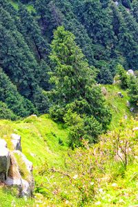 High angle view of trees in forest
