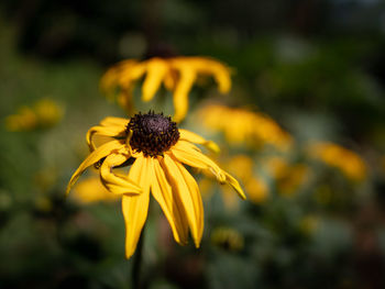 Close-up of yellow daisy flower