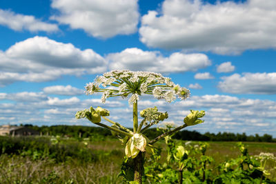 plant