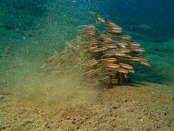 View of fish swimming in sea