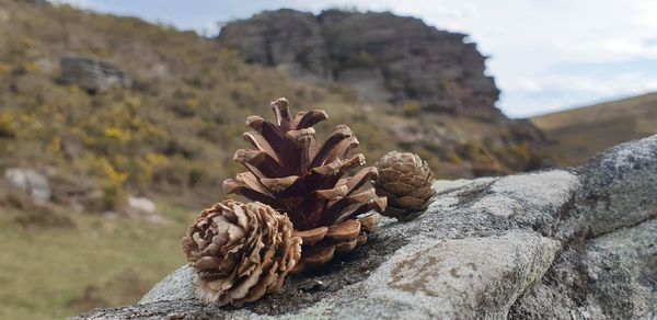 Close-up of pine cone on rock